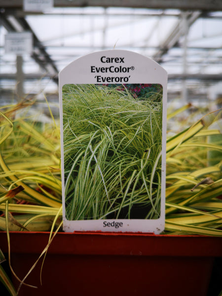 Carex Evercolor ‘Everoro’