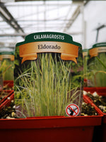 Calamagrostis acutiflora ‘Eldorado’