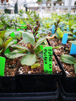 Phlox paniculata ‘Super Ka-Pow Fuchsia’
