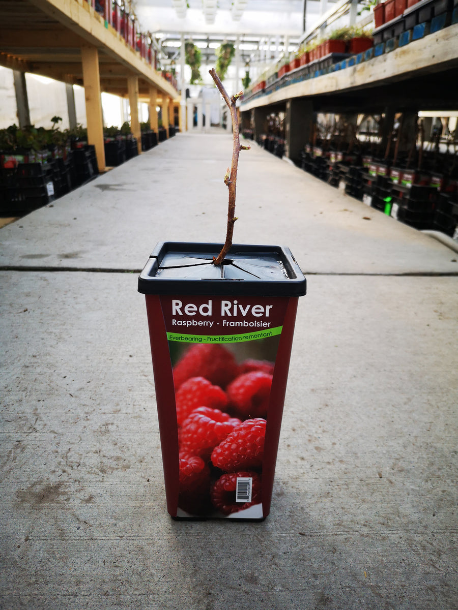 Raspberry Red River – The Greenery Garden Centre