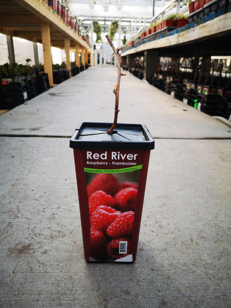 Raspberry Red River