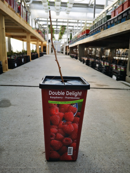 Raspberry Double Delight