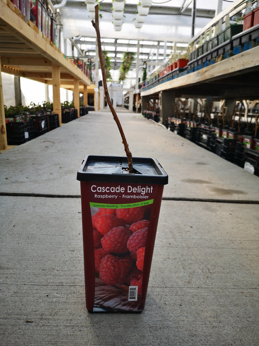 Raspberry Cascade Delight – The Greenery Garden Centre