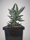 Succulent (Tender) Crassula mesembryanthemoides Tenelli