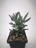 Succulent (Tender) Crassula mesembryanthemoides Tenelli