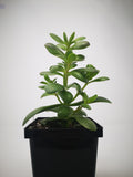 Succulent (Tender) Crassula platyphylla