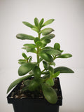 Succulent (Tender) Crassula platyphylla
