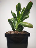Succulent (Tender) Crassula argentea Hobbit Tricolour