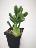 Succulent (Tender) Crassula argentea Hobbit Tricolour