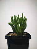 Succulent (Tender) Crassula argentea Hobbit