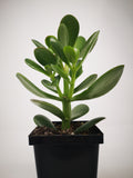 Succulent (Tender) Crassula argentea Big Red