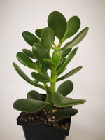 Succulent (Tender) Crassula argentea Big Red