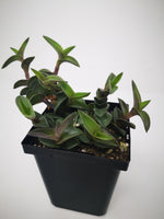 Succulent (Tender) Tradescantia navicularis