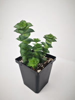 Succulent (Tender) Crassula perforata