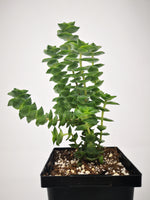 Succulent (Tender) Crassula perforata Pagota