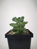 Succulent (Tender) Crassula rogersii