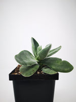 Succulent (Tender) Crassula dubia