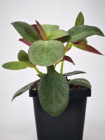Succulent (Tender) Crassula Multiclava Red