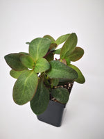 Succulent (Tender) Crassula Multiclava Red