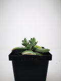 Succulent (Tender) Crassula obvallata