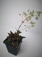 Succulent (Tender) Crassula orbicularis rosularis
