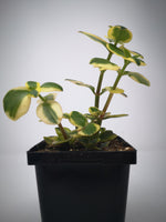 Succulent (Tender) Crassula Sarmentosa