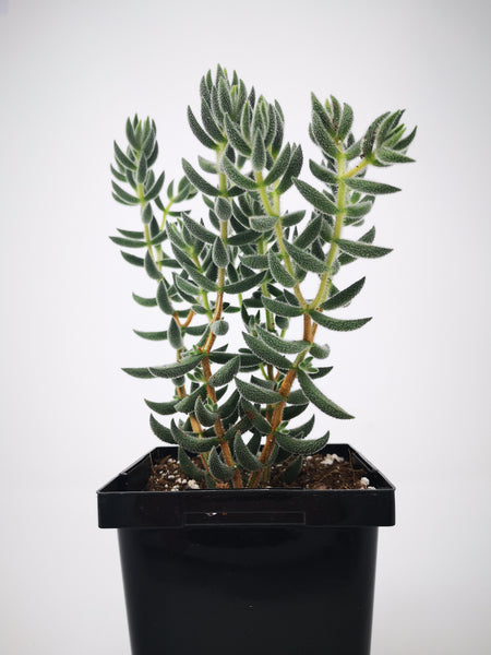 mesembryanthemoides succulent Succulent (Tender) Crassula mesembryanthemoides – The Greenery Garden Centre