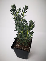Succulent (Tender) Crassula mesembryanthemoides