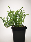 Succulent (Tender) Crassula muscosa