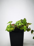 Succulent (Tender) Crassula pellucida Variegata Rubra