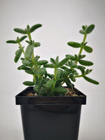 Succulent (Tender) Delosperma echinatum