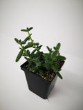Succulent (Tender) Delosperma echinatum