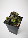 Succulent (Tender) Cremnosedum Little Gem