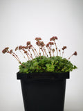 Succulent (Tender) Crassula socialis Ring Plant
