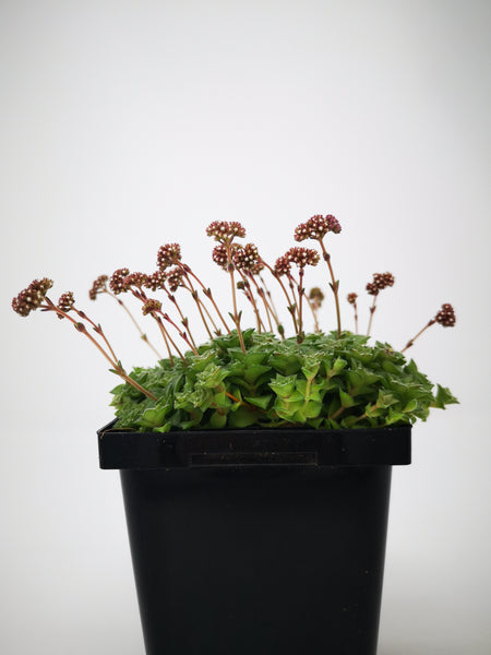 ring plant succulent Succulent (Tender) Crassula socialis Ring Plant – The Greenery Garden Centre