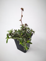 Succulent (Tender) Cyanotis somaliensis