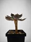 Succulent (Tender) Echeveria Marrom