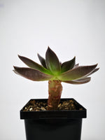 Succulent (Tender) Echeveria Preta