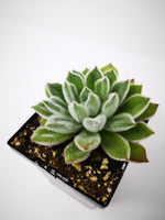 Succulent (Tender) Echeveria setosa Wooly Rose