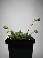 Succulent (Tender) Echeveria prolifica