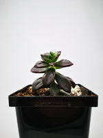Succulent (Tender) Echeveria compresicaulis