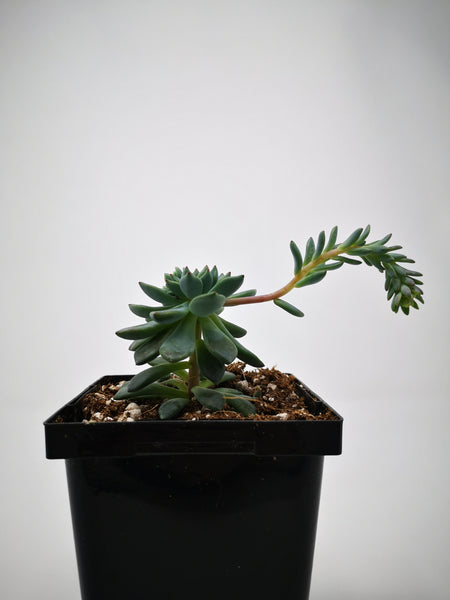 Succulent (Tender) Echeveria amoena