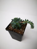Succulent (Tender) Echeveria amoena