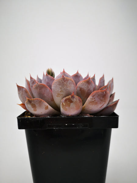 tender succulents Succulent (Tender) Echeveria Summer – The Greenery Garden Centre