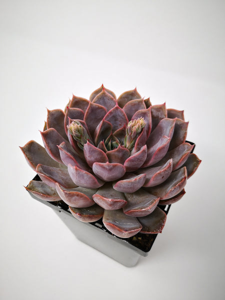 tender perennial succulent Succulent (Tender) Echeveria Summer – The Greenery Garden Centre