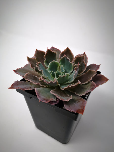 pink frills succulent Succulent (Tender) Echeveria Shavianna Pink Frills – The Greenery Garden Centre