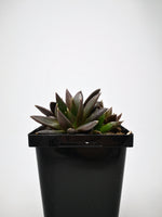 Succulent (Tender) Echeveria affinis Black Knight