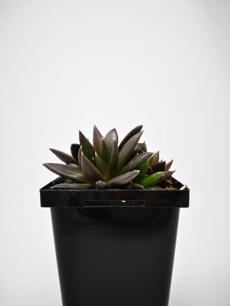 black knight succulent care Succulent (Tender) Echeveria affinis Black Knight – The Greenery Garden Centre
