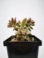 vera higgins succulent care Succulent (Tender) Graptosedum Vera Higgins – The Greenery Garden Centre