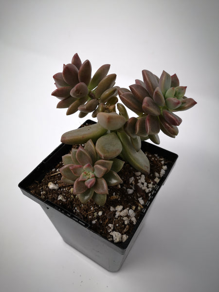 vera higgins succulent Succulent (Tender) Graptosedum Vera Higgins – The Greenery Garden Centre